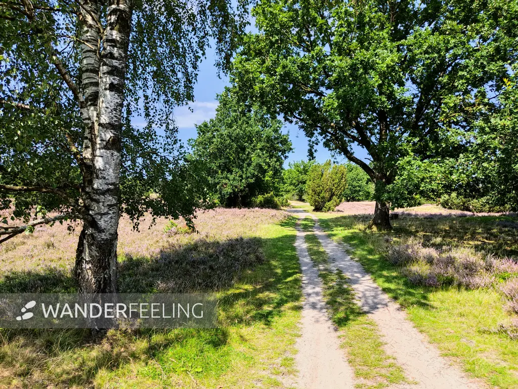 202308210-29 - Heideblüte bei Wilsede, Lüneburger Heide, Niedersachsen, Deutschland