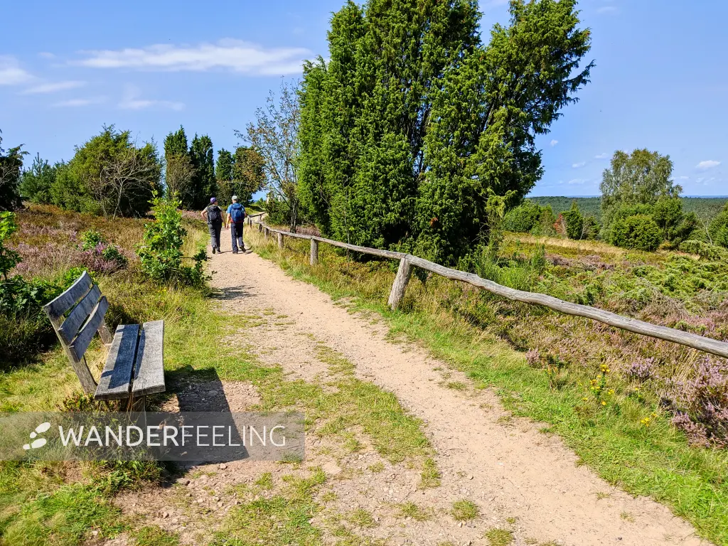 202308210-36 - Heideblüte bei Wilsede, Lüneburger Heide, Niedersachsen, Deutschland