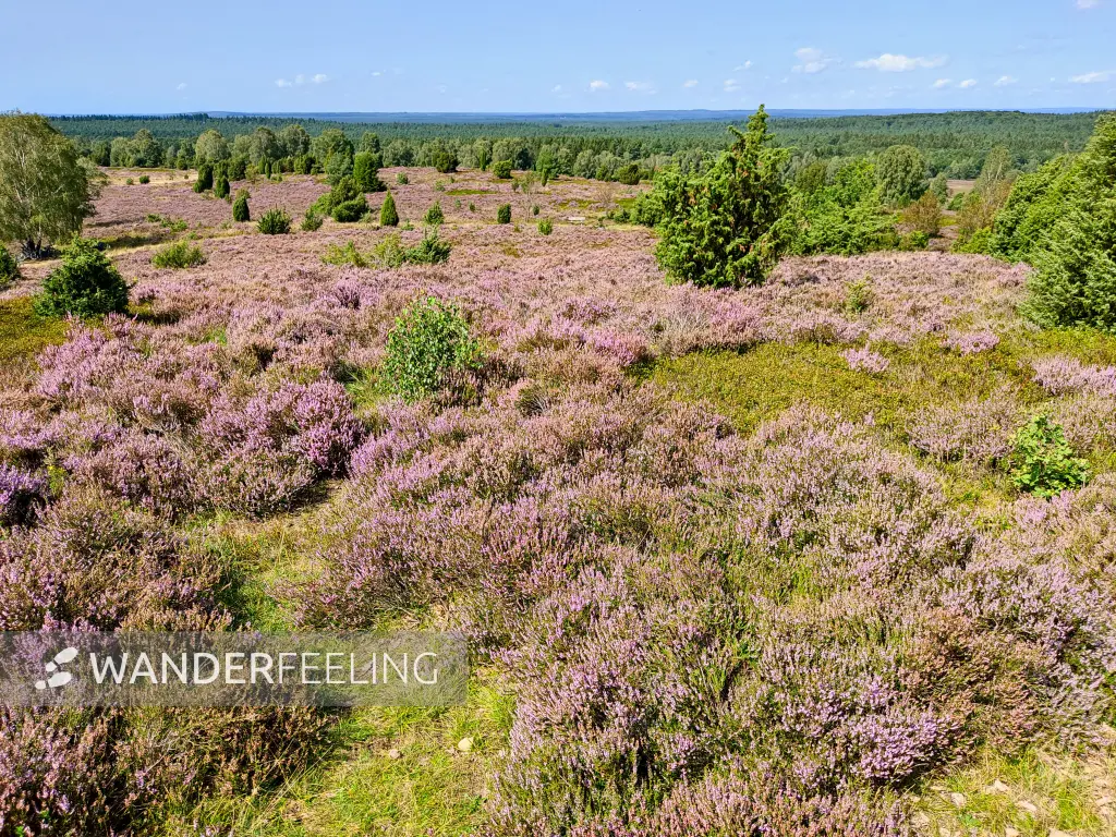 202308210-38 - Heideblüte bei Wilsede, Lüneburger Heide, Niedersachsen, Deutschland