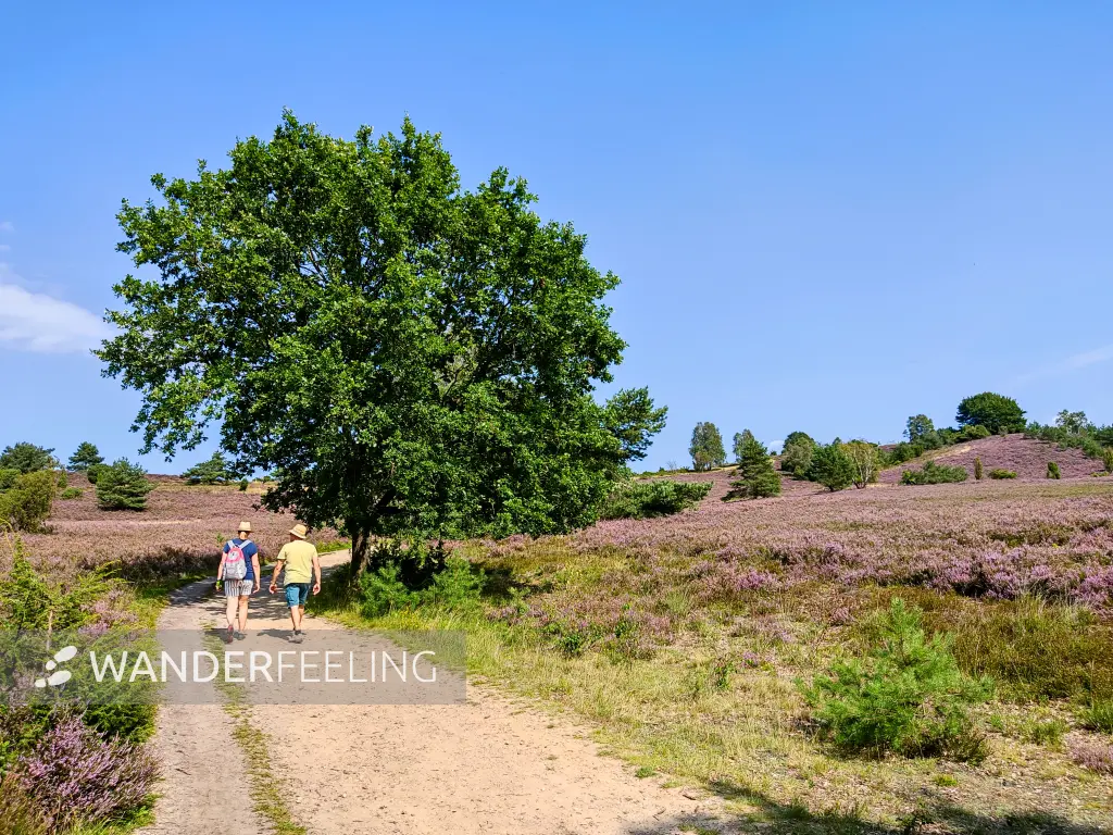 202308210-39 - Heideblüte bei Wilsede, Lüneburger Heide, Niedersachsen, Deutschland