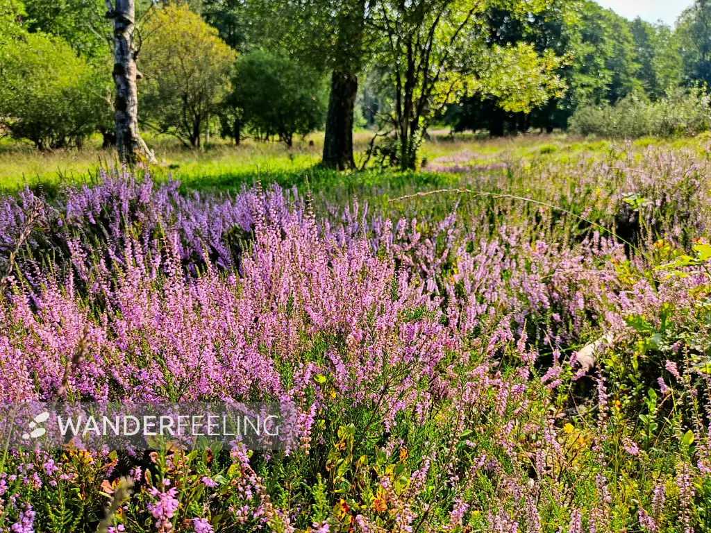 202308240-04 - Heideblüte im Büsenbachtal, Lüneburger Heide, Niedersachsen, Deutschland