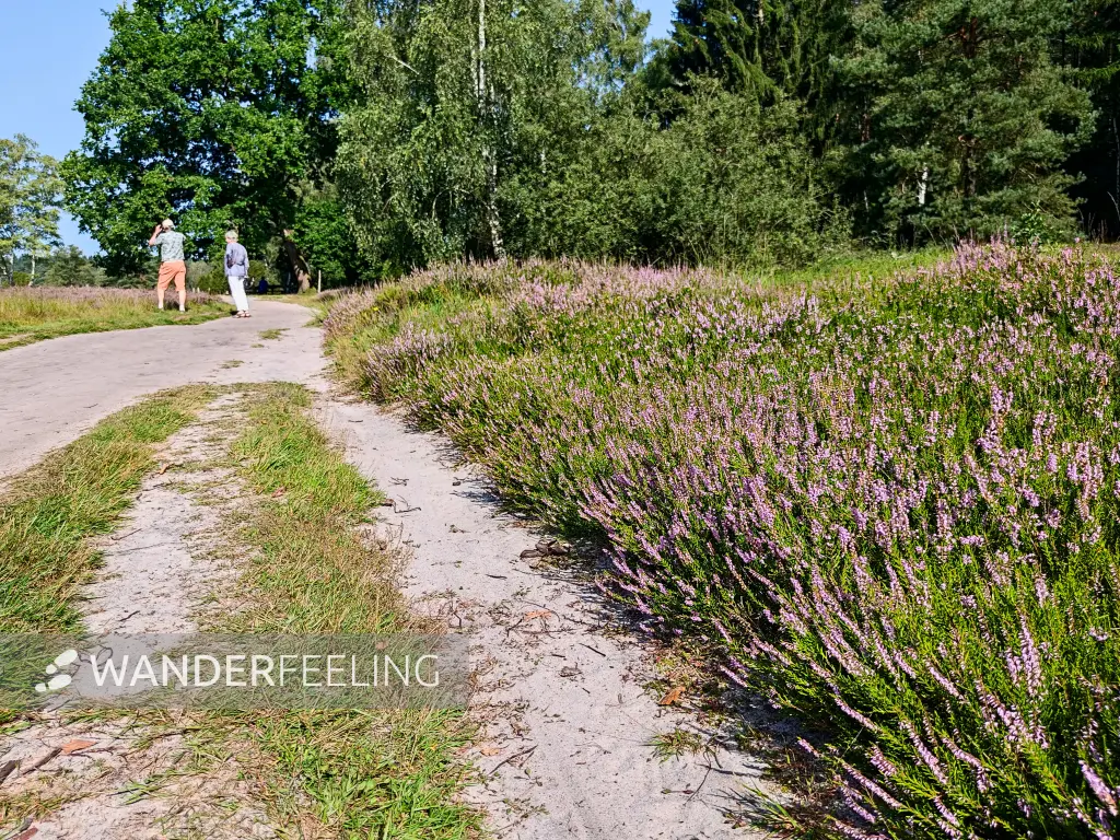 202308240-06 - Heideblüte im Büsenbachtal, Lüneburger Heide, Niedersachsen, Deutschland