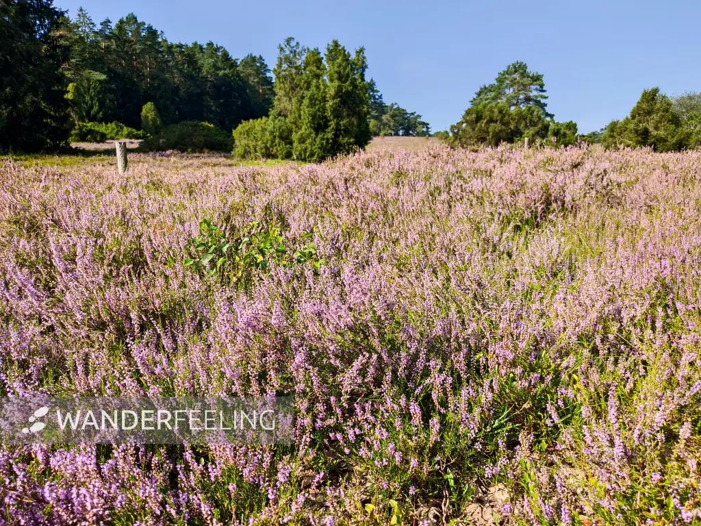 202308240-07 - Heideblüte im Büsenbachtal, Lüneburger Heide, Niedersachsen, Deutschland