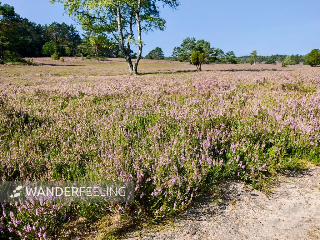 202308240-08 - Heideblüte im Büsenbachtal, Lüneburger Heide, Niedersachsen, Deutschland