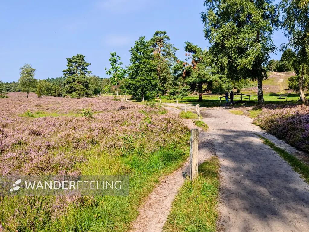 202308240-10 - Heideblüte im Büsenbachtal, Lüneburger Heide, Niedersachsen, Deutschland