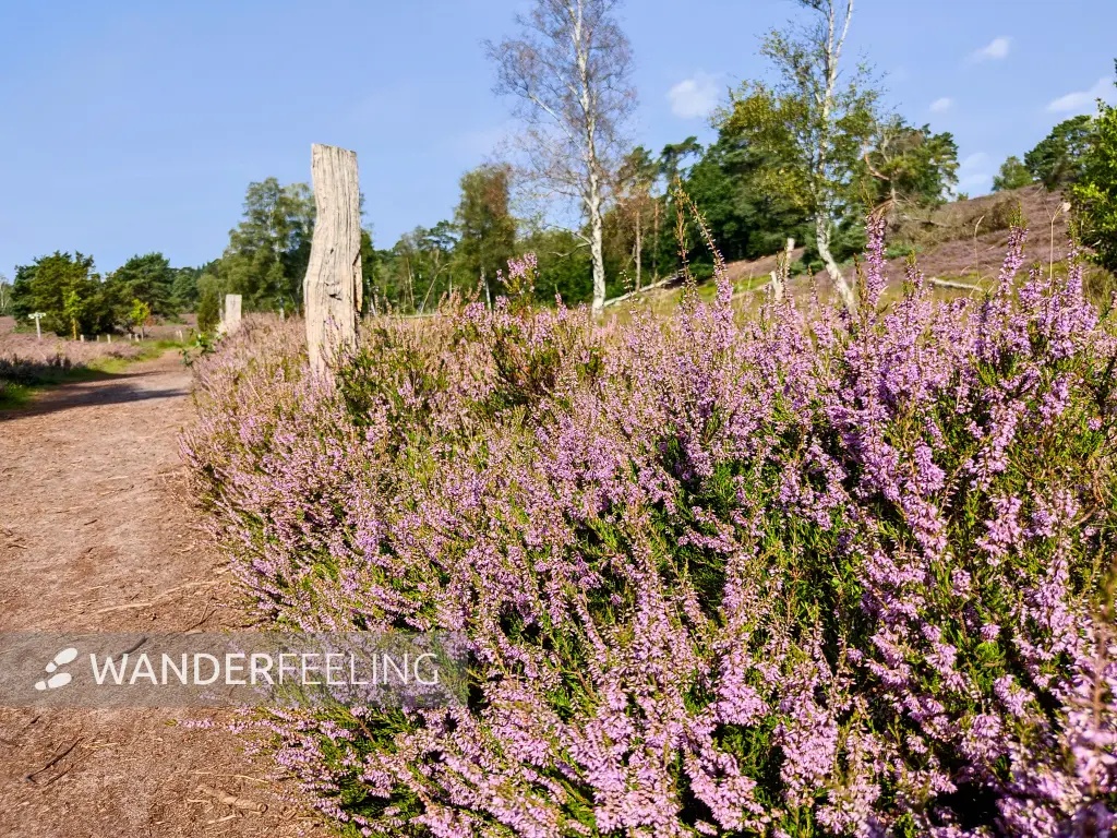 202308240-12 - Heideblüte im Büsenbachtal, Lüneburger Heide, Niedersachsen, Deutschland