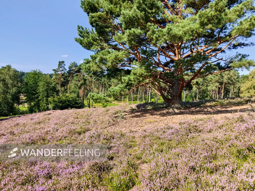 202308240-17 - Heideblüte im Büsenbachtal, Lüneburger Heide, Niedersachsen, Deutschland