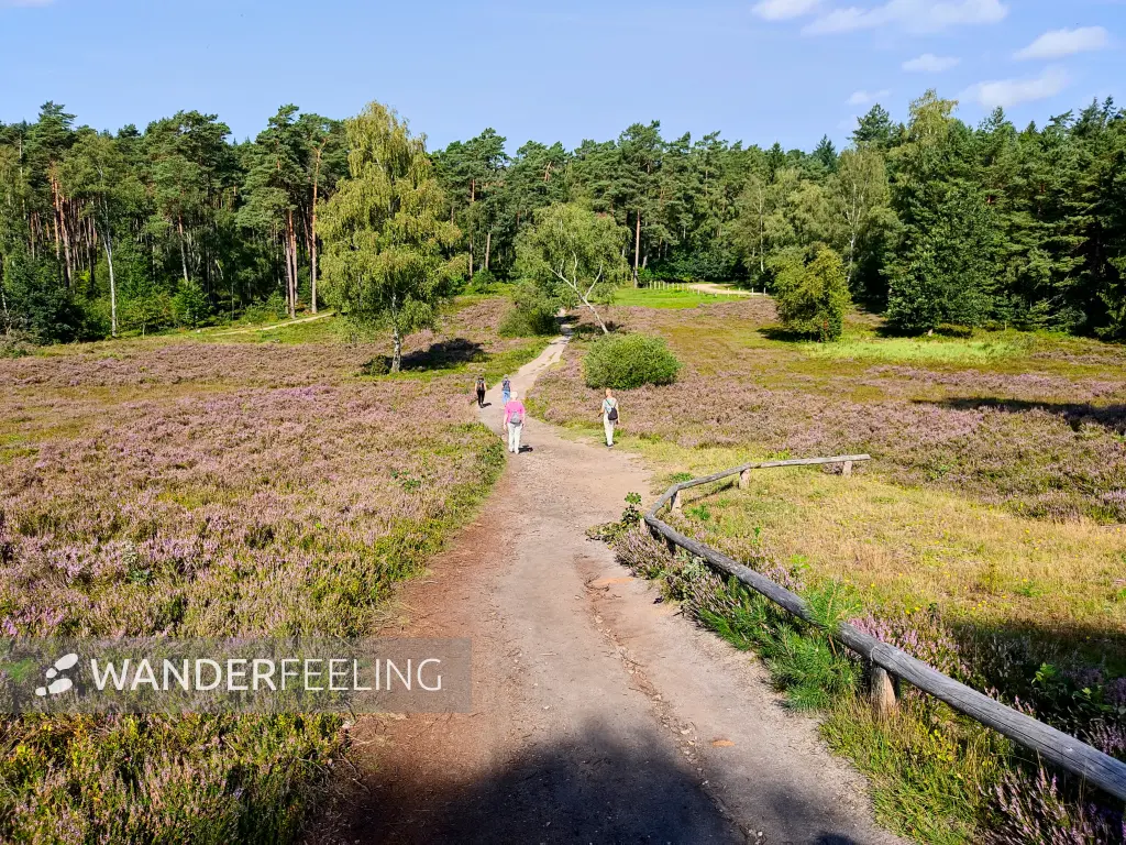 202308240-18 - Heideblüte im Büsenbachtal, Lüneburger Heide, Niedersachsen, Deutschland