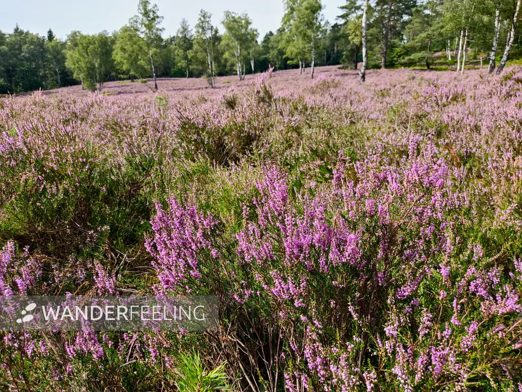 202308240-38 - Heideblüte im Büsenbachtal, Lüneburger Heide, Niedersachsen, Deutschland