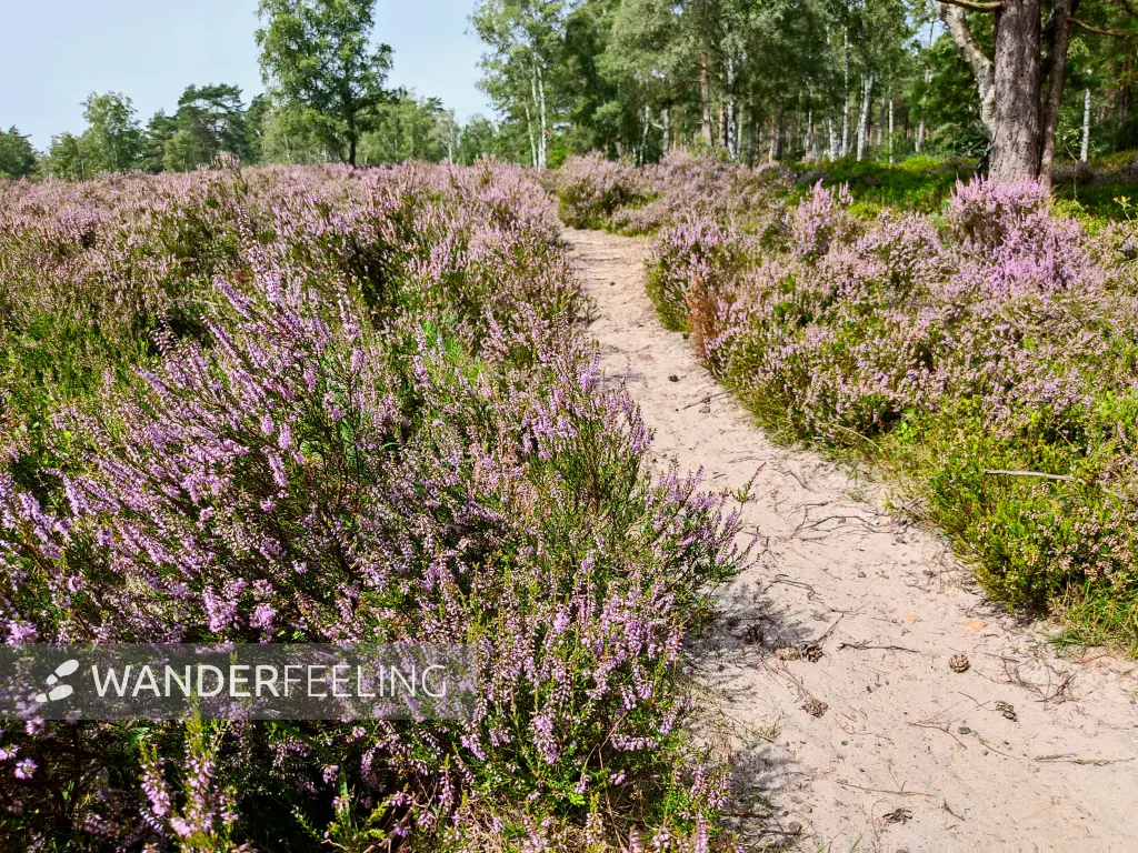 202308240-39 - Heideblüte im Büsenbachtal, Lüneburger Heide, Niedersachsen, Deutschland