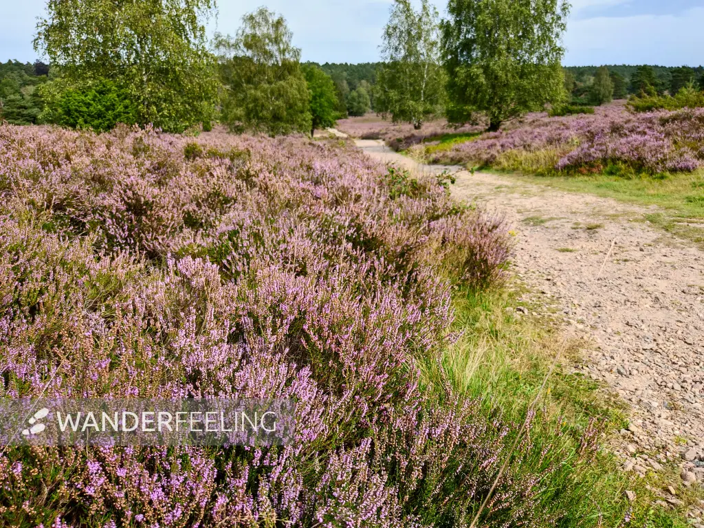 202308240-46 - Heideblüte im Büsenbachtal, Lüneburger Heide, Niedersachsen, Deutschland