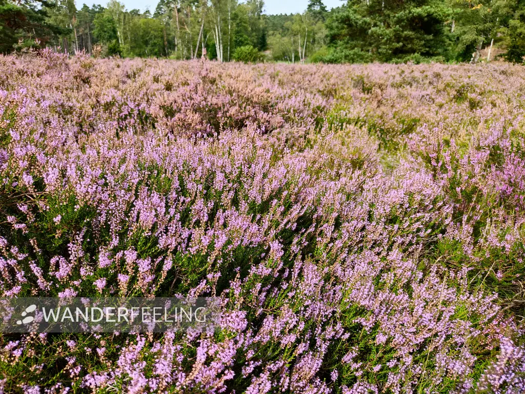 202308240-47 - Heideblüte im Büsenbachtal, Lüneburger Heide, Niedersachsen, Deutschland