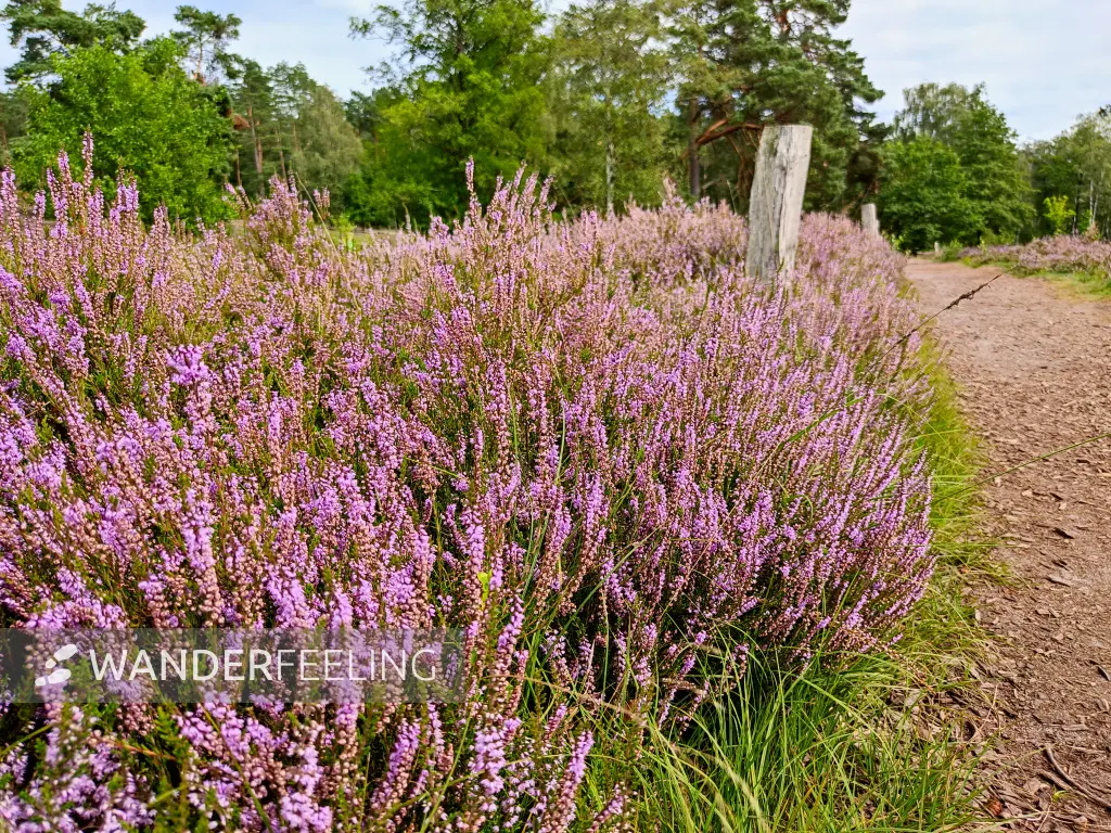 202308240-48 - Heideblüte im Büsenbachtal, Lüneburger Heide, Niedersachsen, Deutschland