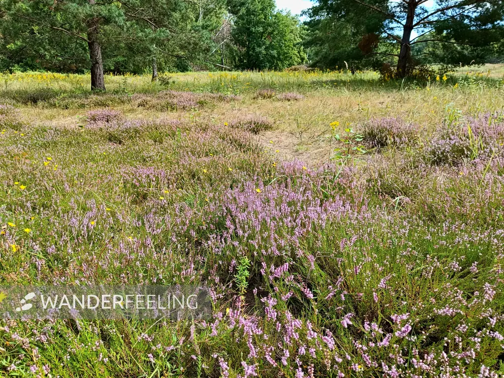 202508300-10 - Heideblüte im NSG Baumberge in Heiligensee, Berlin, Deutschland