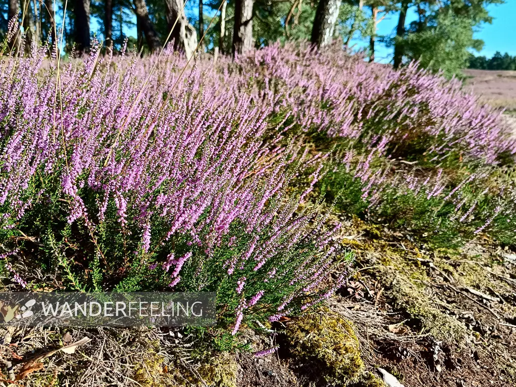 202408121-10 - Heideblüte im NSG Fischbeker Heide, Hamburg, Deutschland