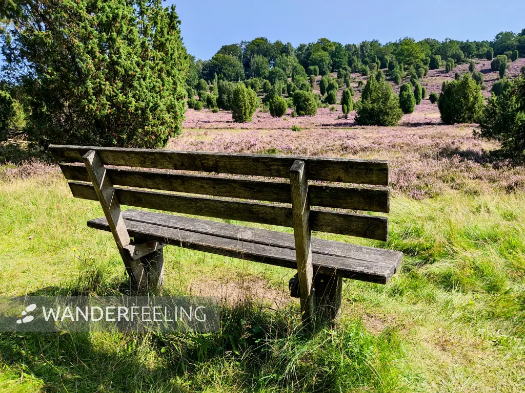202308210-13 - Heideblüte im Steingrund, Lüneburger Heide, Niedersachsen, Deutschland