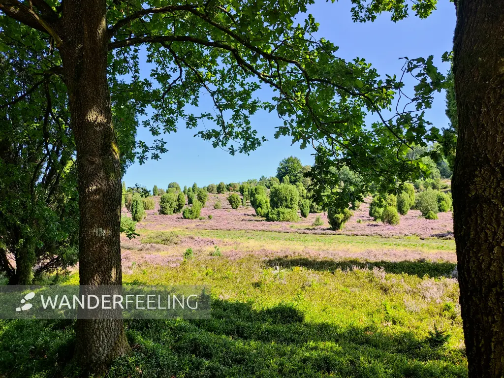 202308210-14 - Heideblüte im Steingrund, Lüneburger Heide, Niedersachsen, Deutschland