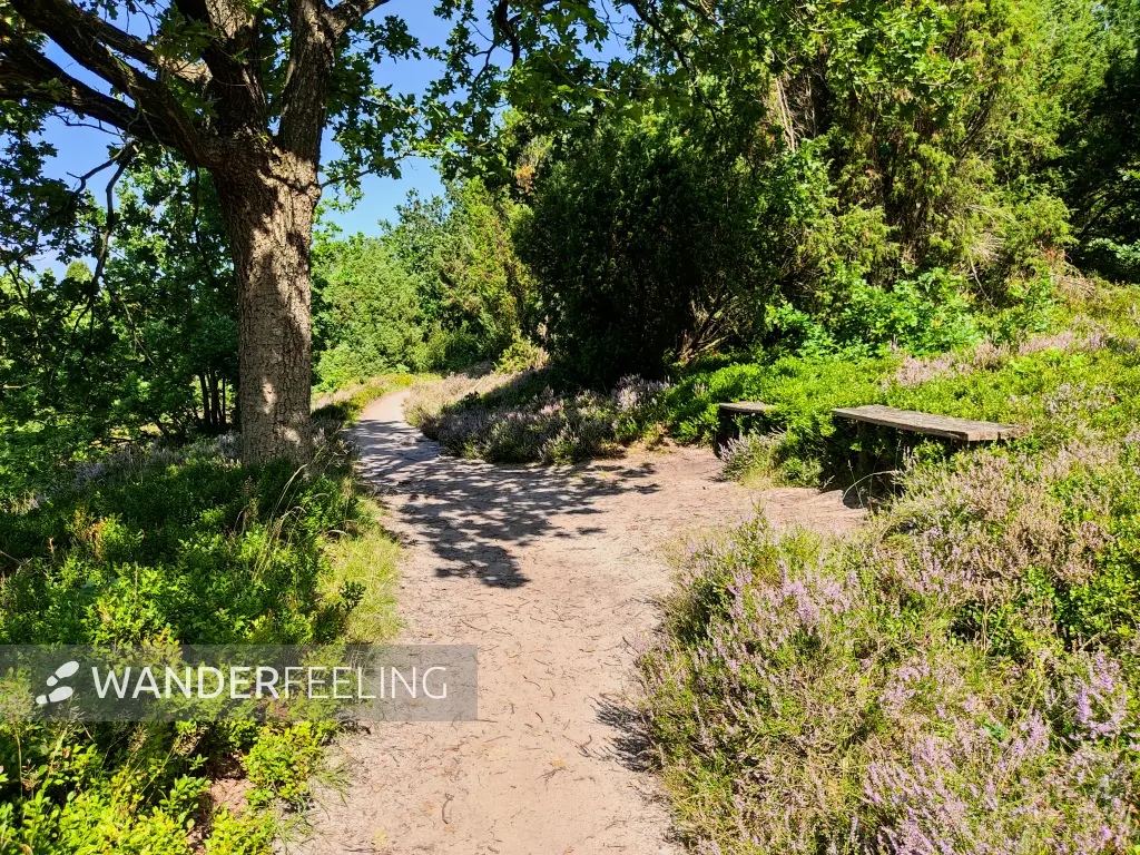 202308210-15 - Heideblüte im Steingrund, Lüneburger Heide, Niedersachsen, Deutschland