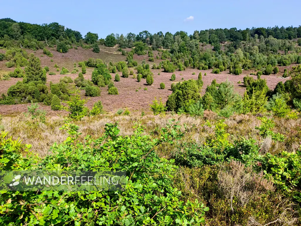 202308210-17 - Heideblüte im Totengrund, Lüneburger Heide, Niedersachsen, Deutschland