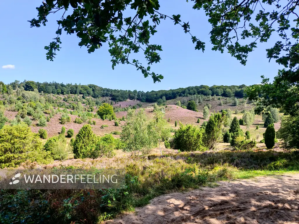 202308210-18 - Heideblüte im Totengrund, Lüneburger Heide, Niedersachsen, Deutschland