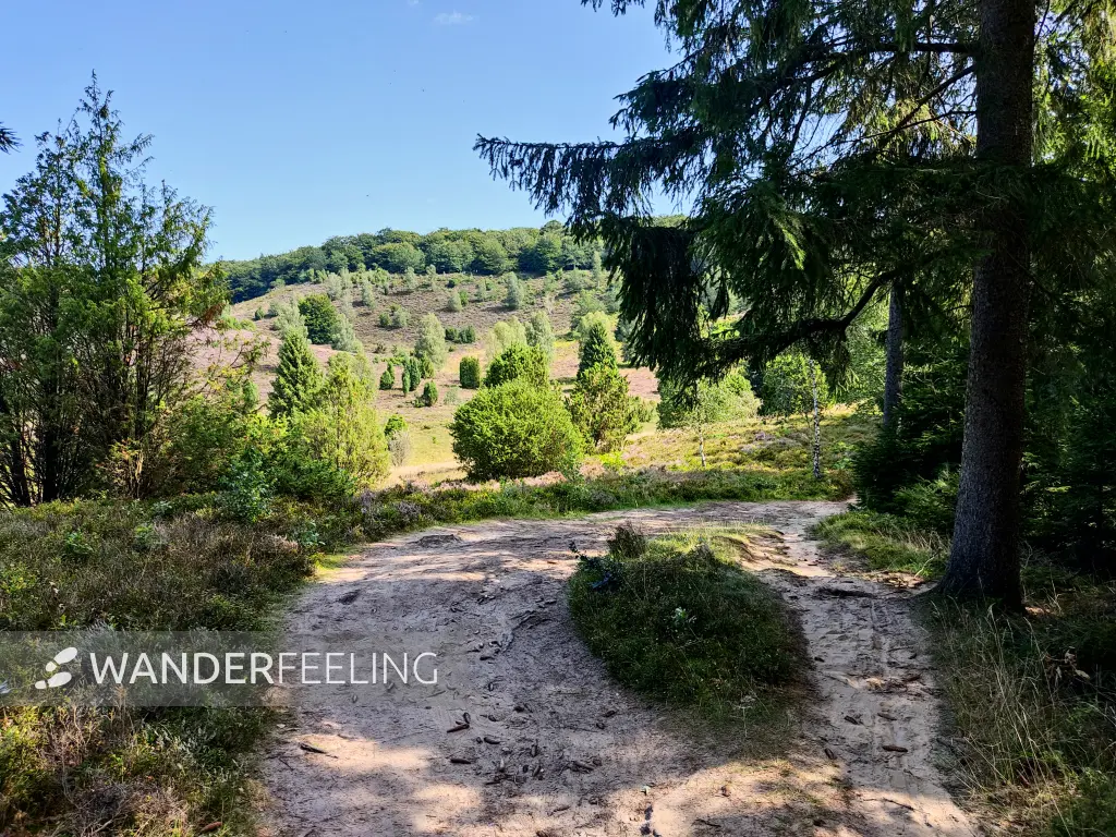 202308210-19 - Heideblüte im Totengrund, Lüneburger Heide, Niedersachsen, Deutschland