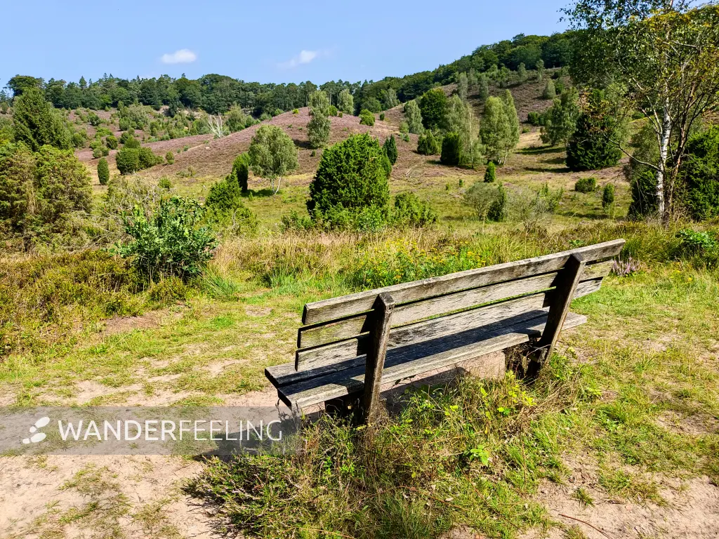 202308210-20 - Heideblüte im Totengrund, Lüneburger Heide, Niedersachsen, Deutschland