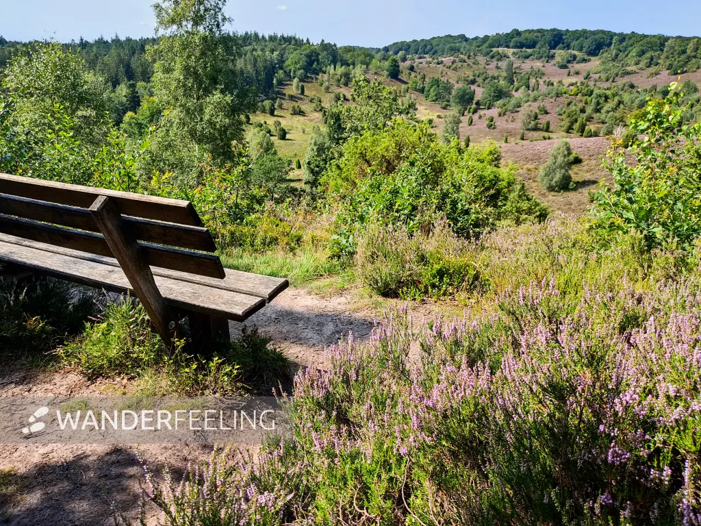 202308210-21 - Heideblüte im Totengrund, Lüneburger Heide, Niedersachsen, Deutschland