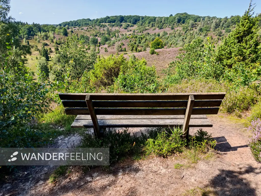 202308210-22 - Heideblüte im Totengrund, Lüneburger Heide, Niedersachsen, Deutschland