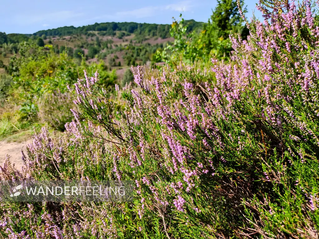 202308210-23 - Heideblüte im Totengrund, Lüneburger Heide, Niedersachsen, Deutschland