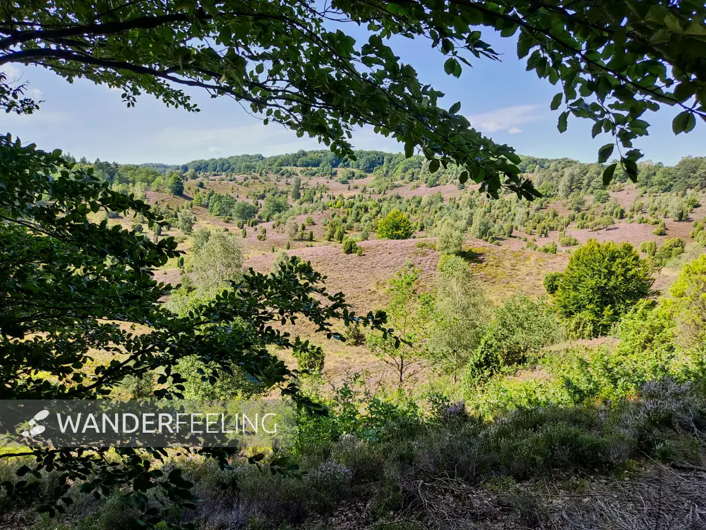 202308210-24 - Heideblüte im Totengrund, Lüneburger Heide, Niedersachsen, Deutschland