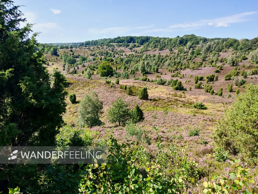 202308210-25 - Heideblüte im Totengrund, Lüneburger Heide, Niedersachsen, Deutschland