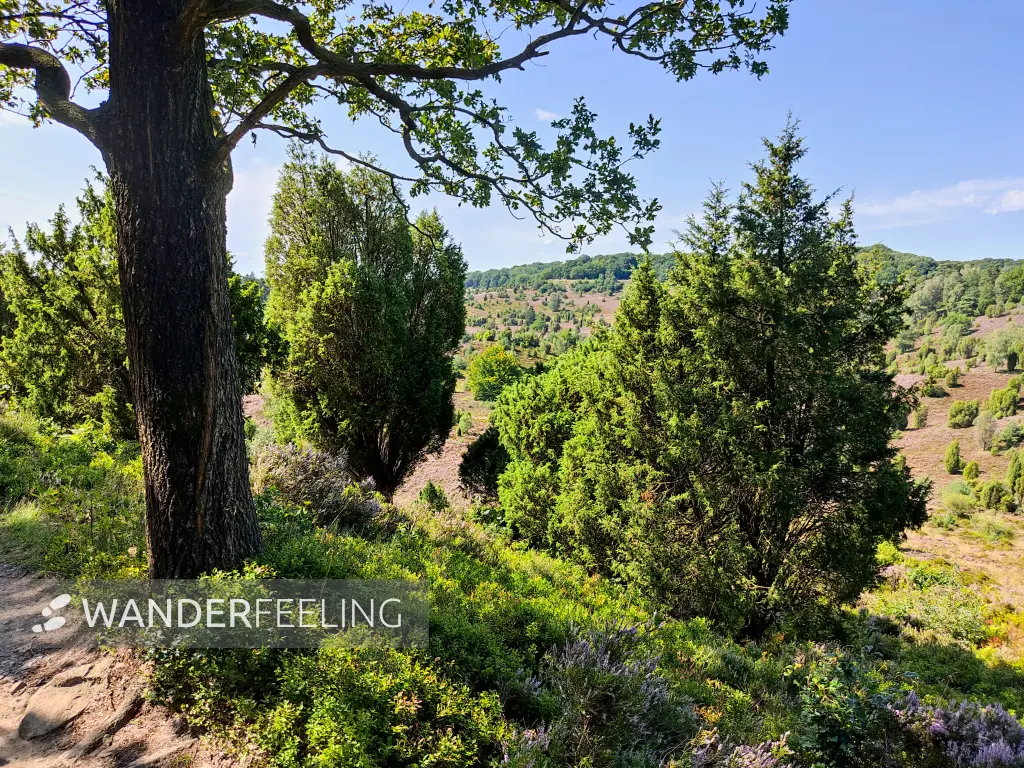 202308210-26 - Heideblüte im Totengrund, Lüneburger Heide, Niedersachsen, Deutschland