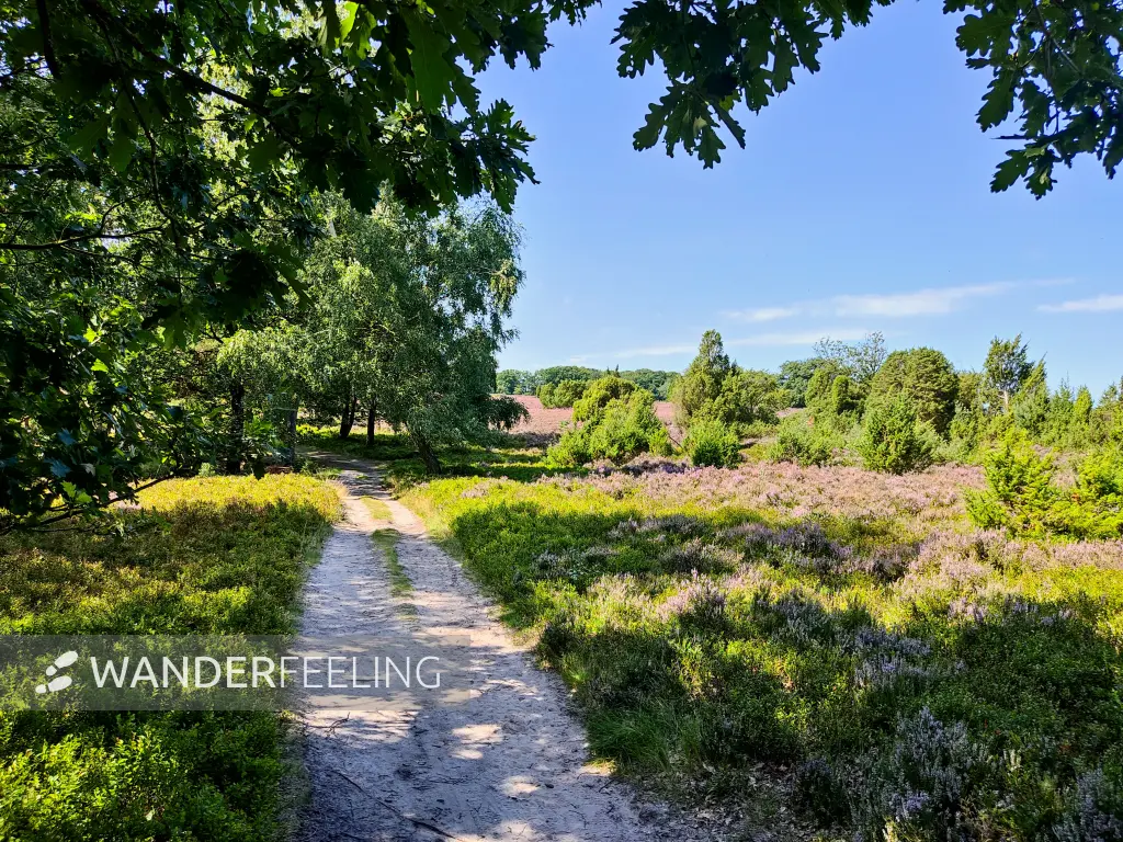 202308210-27 - Heideblüte im Totengrund, Lüneburger Heide, Niedersachsen, Deutschland