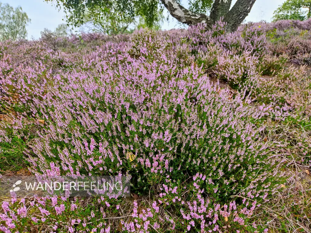 202308190-41 - Heideblüte in den Schwarzen Bergen, Hamburg, Deutschland