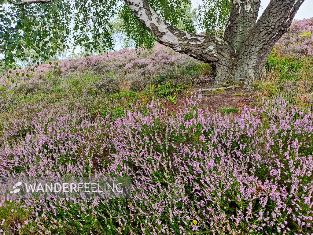 202308190-42 - Heideblüte in den Schwarzen Bergen, Hamburg, Deutschland