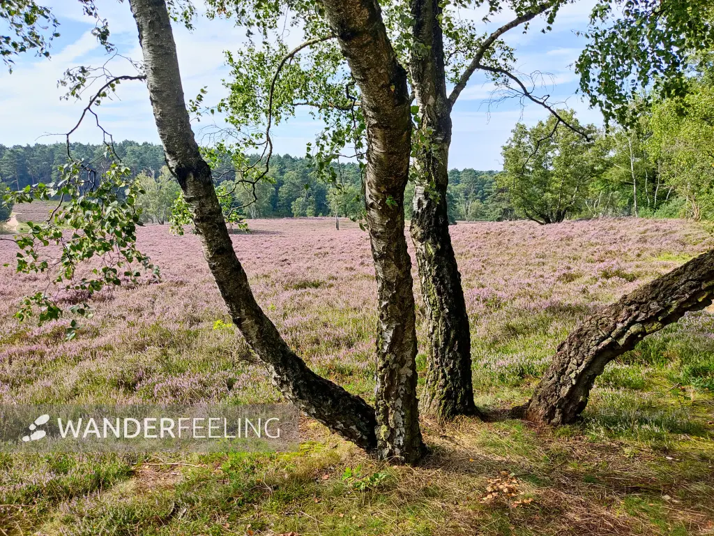 202308190-03 - Heideblüte in der Fischbeker Heide, Hamburg, Deutschland