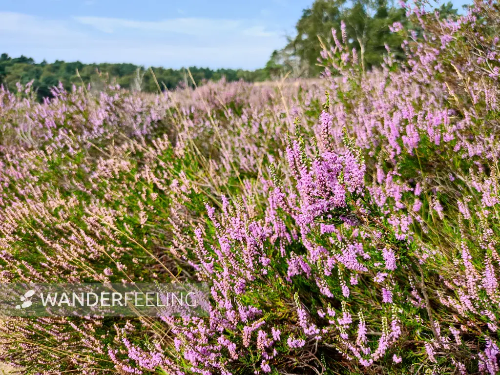 202308190-04 - Heideblüte in der Fischbeker Heide, Hamburg, Deutschland