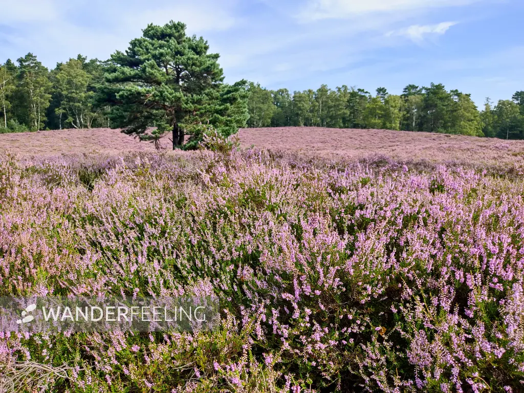 202308190-05 - Heideblüte in der Fischbeker Heide, Hamburg, Deutschland
