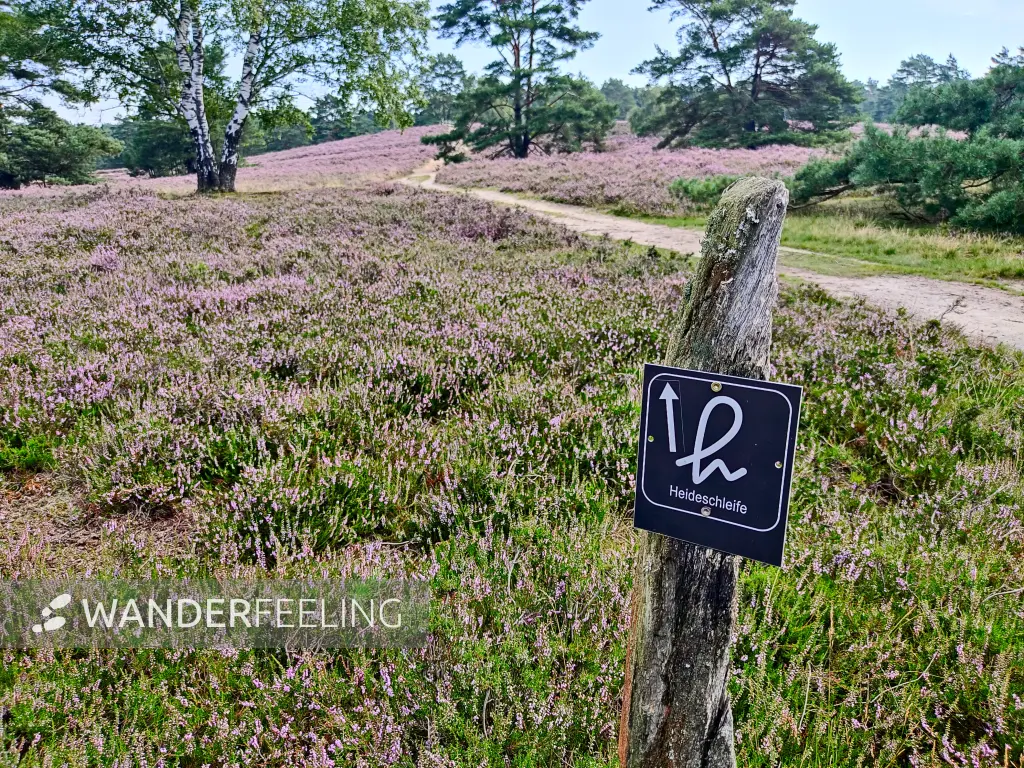 202308190-06 - Heideblüte in der Fischbeker Heide, Hamburg, Deutschland