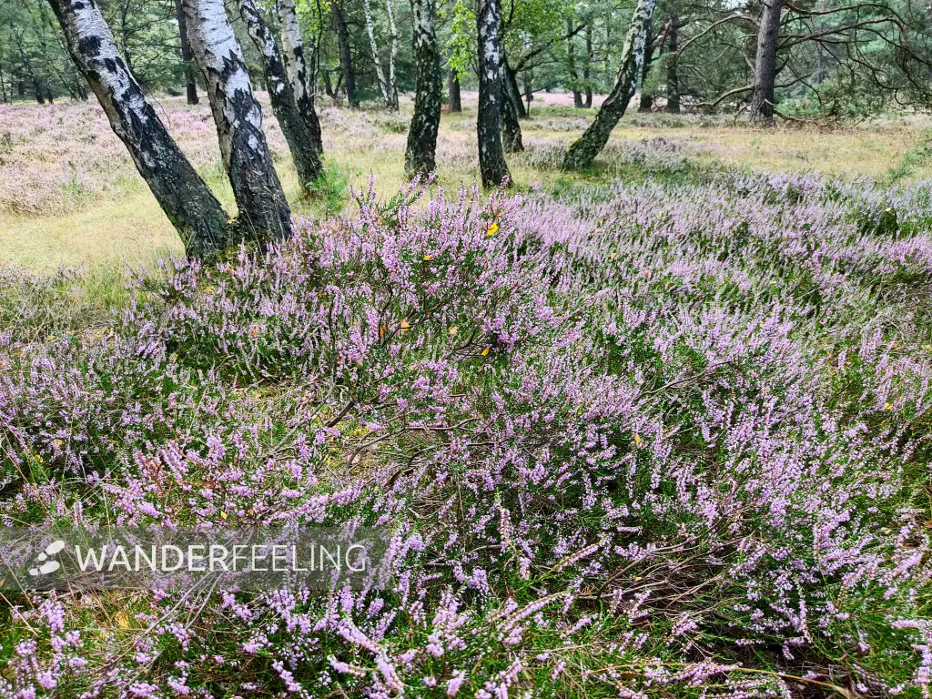 202308190-07 - Heideblüte in der Fischbeker Heide, Hamburg, Deutschland