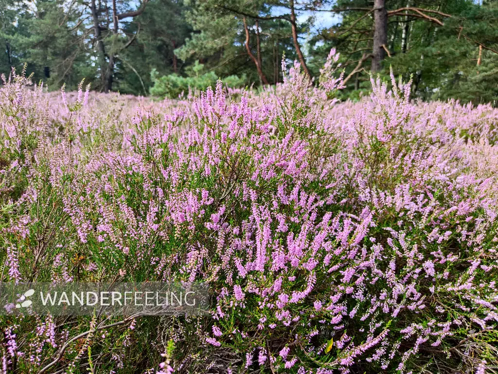 202308190-08 - Heideblüte in der Fischbeker Heide, Hamburg, Deutschland