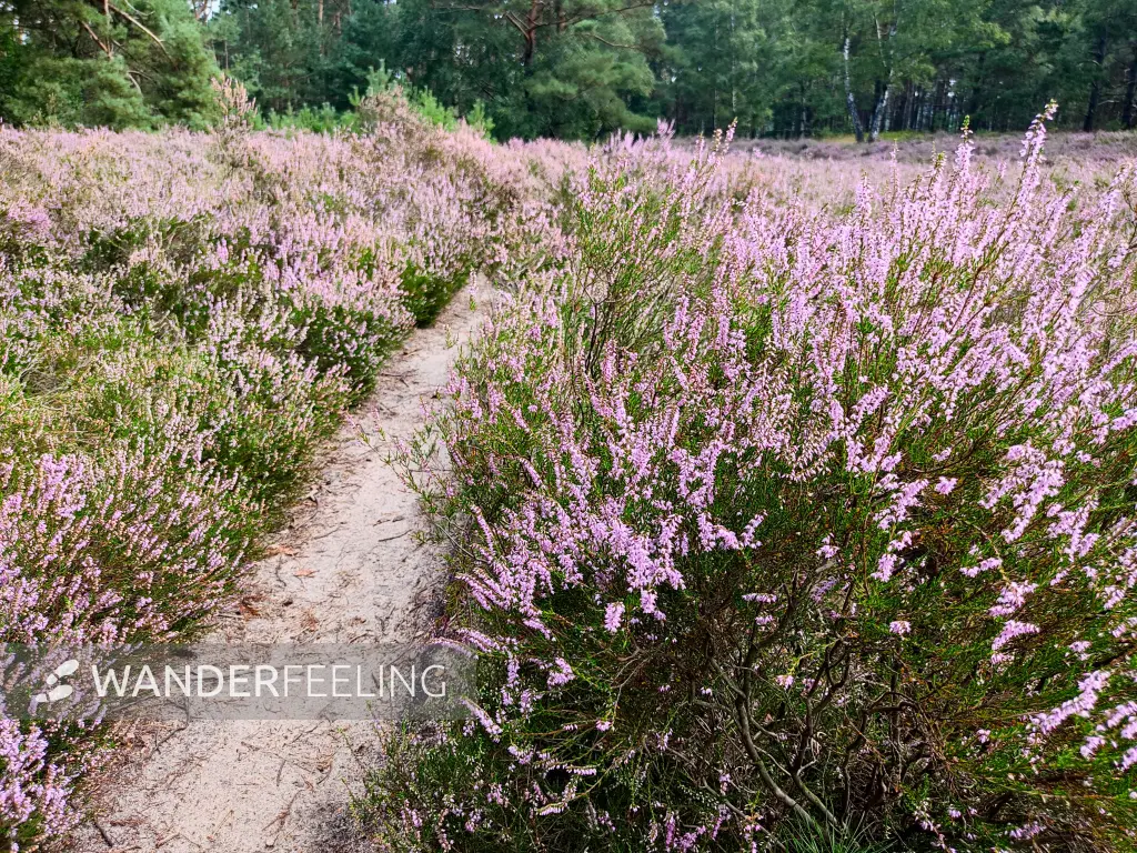 202308190-09 - Heideblüte in der Fischbeker Heide, Hamburg, Deutschland