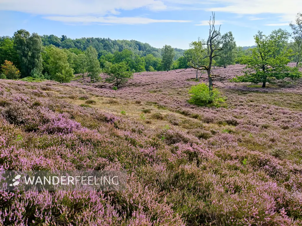 202308190-11 - Heideblüte in der Fischbeker Heide, Hamburg, Deutschland