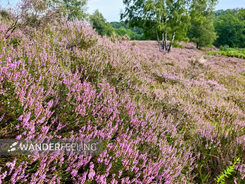 202308190-12 - Heideblüte in der Fischbeker Heide, Hamburg, Deutschland