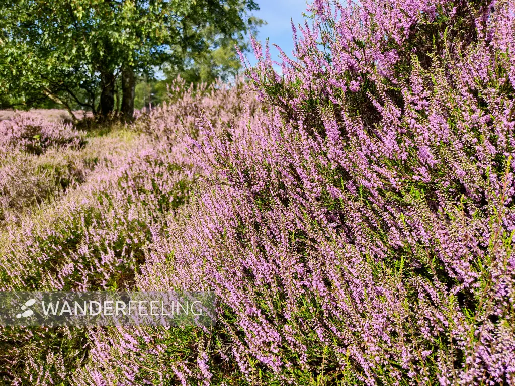 202308190-13 - Heideblüte in der Fischbeker Heide, Hamburg, Deutschland