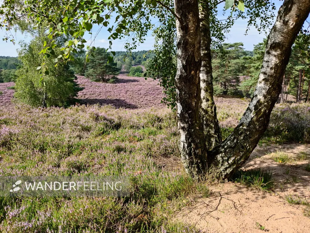 202308190-17 - Heideblüte in der Fischbeker Heide, Hamburg, Deutschland