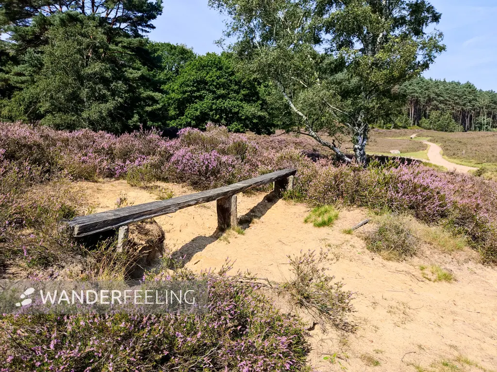 202308190-26 - Heideblüte in der Fischbeker Heide, Hamburg, Deutschland