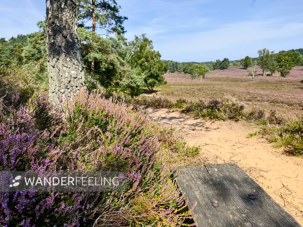 202308190-27 - Heideblüte in der Fischbeker Heide, Hamburg, Deutschland