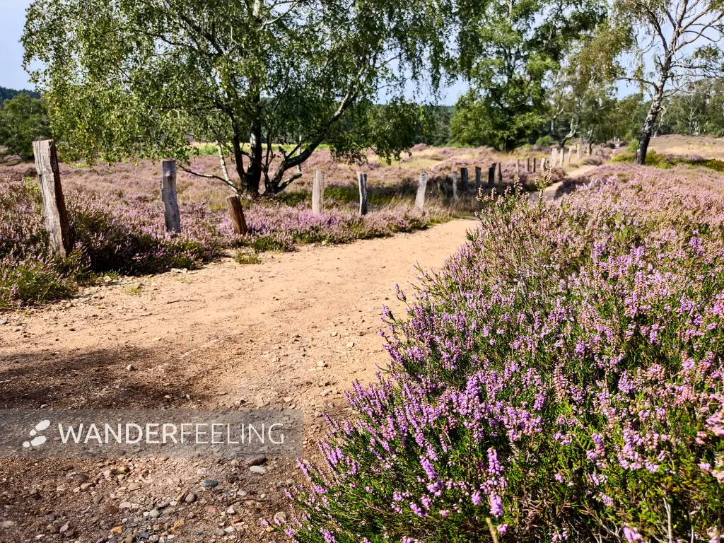 202308190-28 - Heideblüte in der Fischbeker Heide, Hamburg, Deutschland