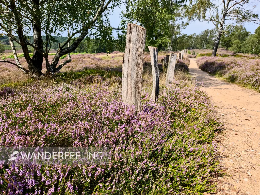 202308190-29 - Heideblüte in der Fischbeker Heide, Hamburg, Deutschland